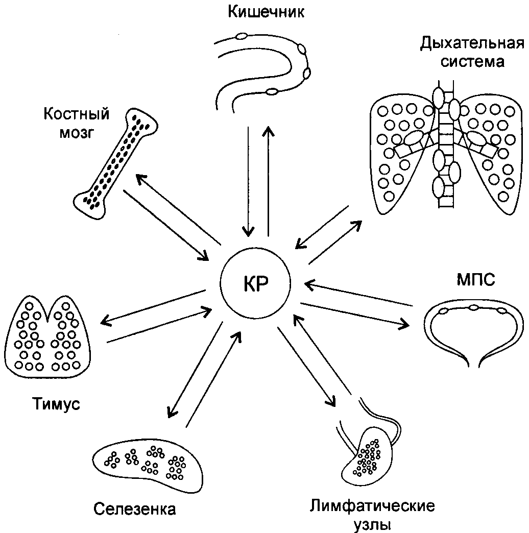 Иммунная система человека схема
