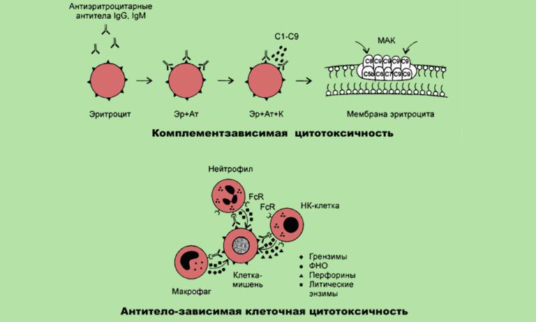 Реакция двойной иммунодиффузии по оухтерлони картинки